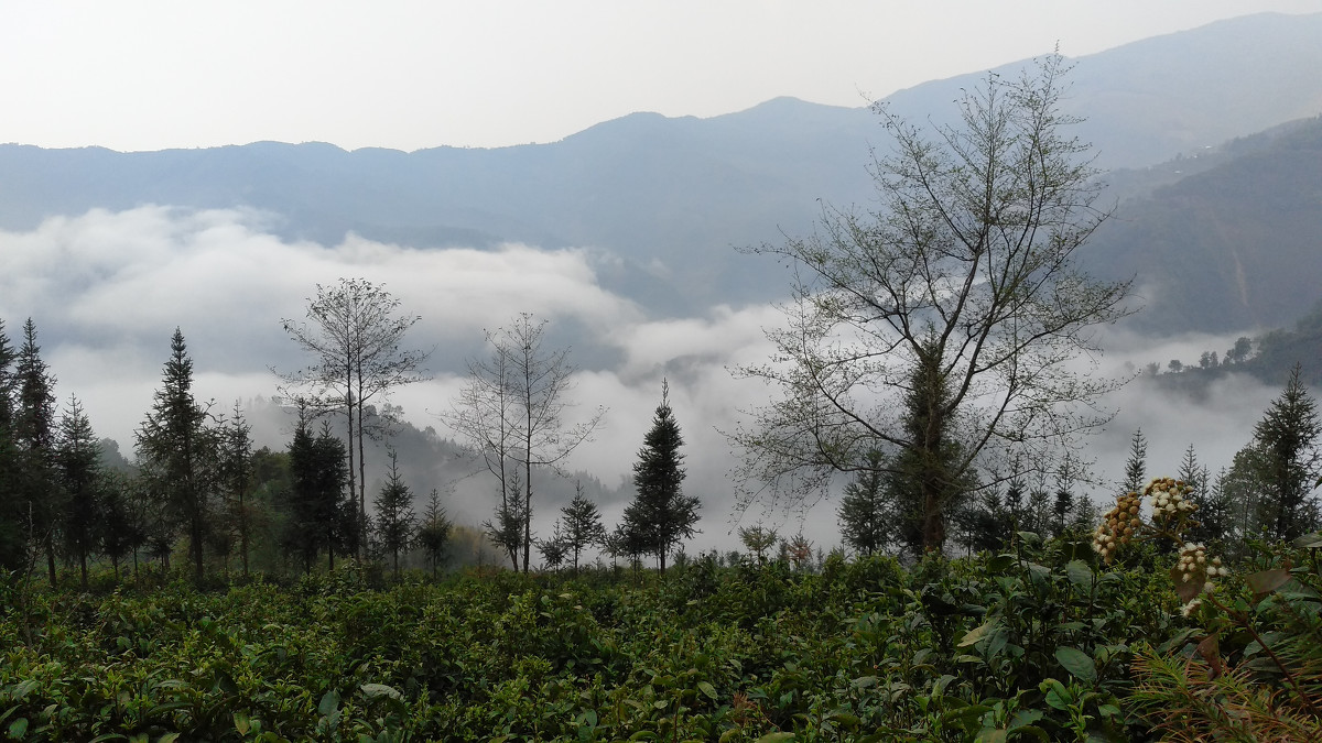 2021年大雪山古樹秋茶價(jià)格是多少？