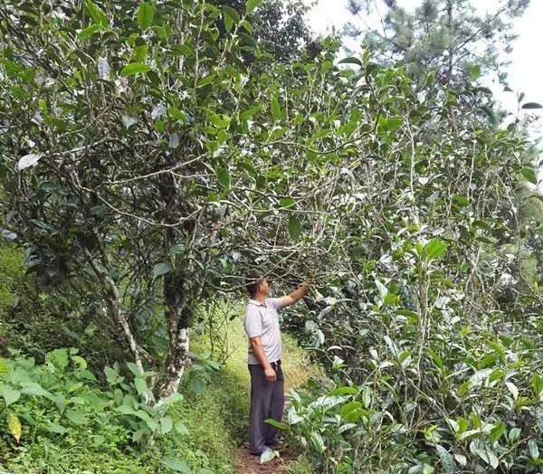 2021壩糯古樹秋茶藤條茶！不是樹種，而是這樣形成的！