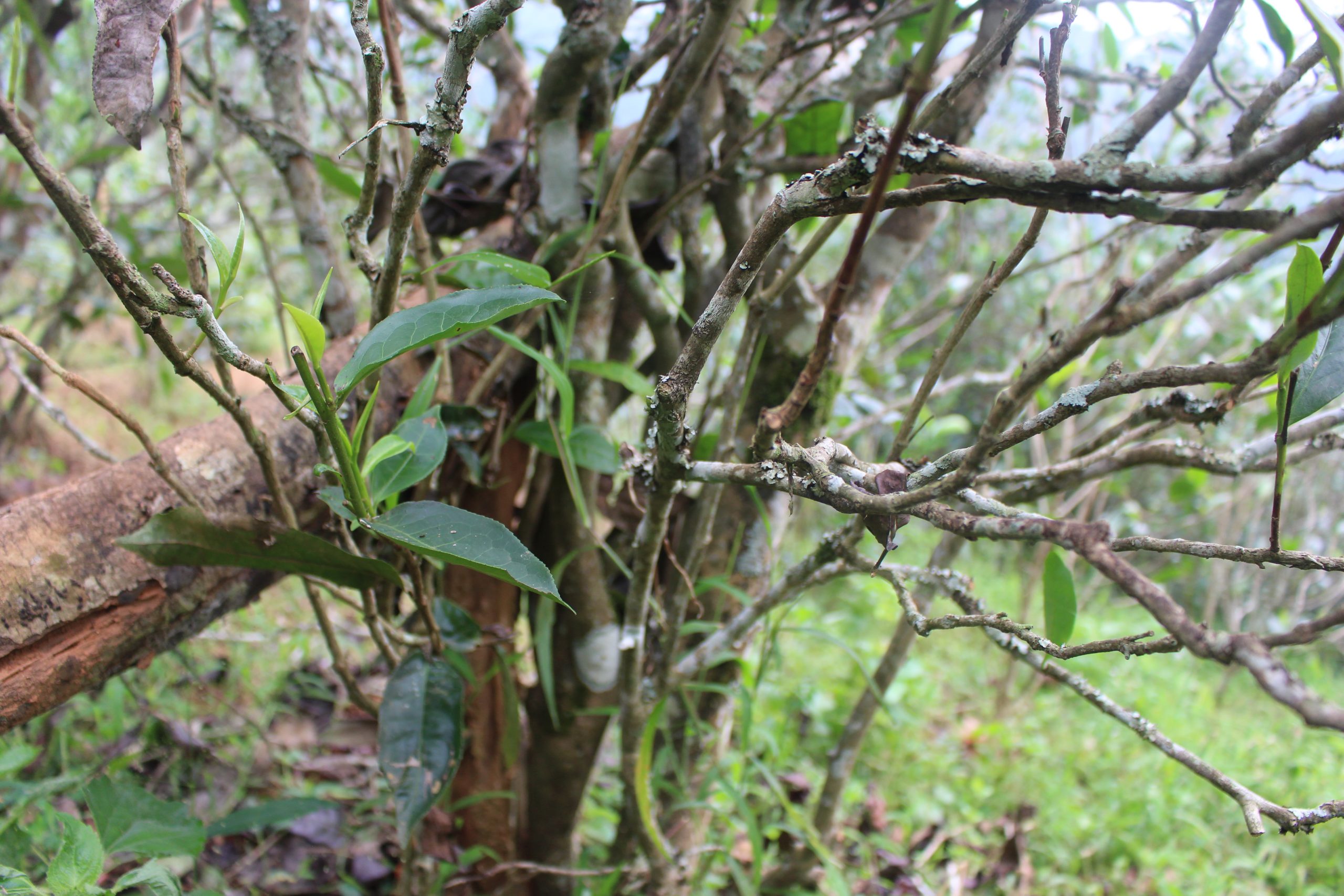 2021年壩糯古樹秋茶價(jià)格多少？