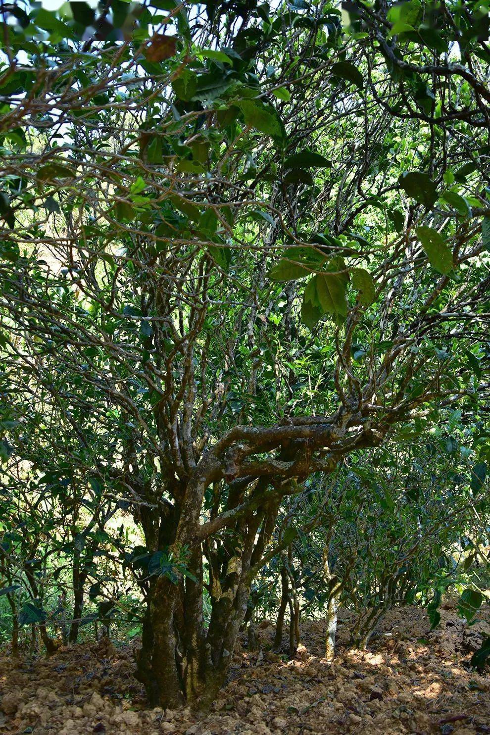 2021年正氣塘古樹秋茶口感是什么？