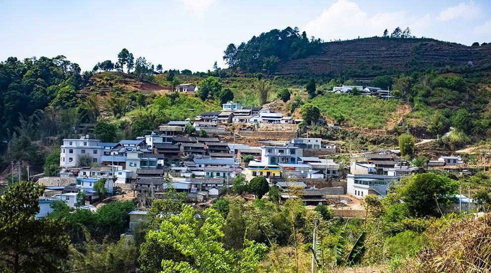 2021年正氣塘古樹秋茶為何號(hào)稱小冰島？