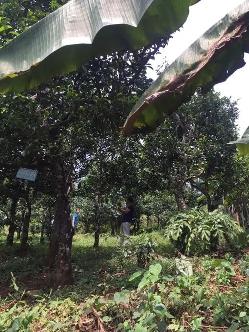 2021年冰島地界古樹秋茶特征詳解！