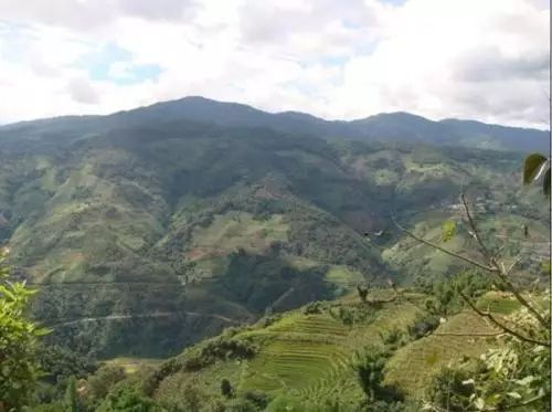 2021年冰島壩歪古樹秋茶特點(diǎn)？