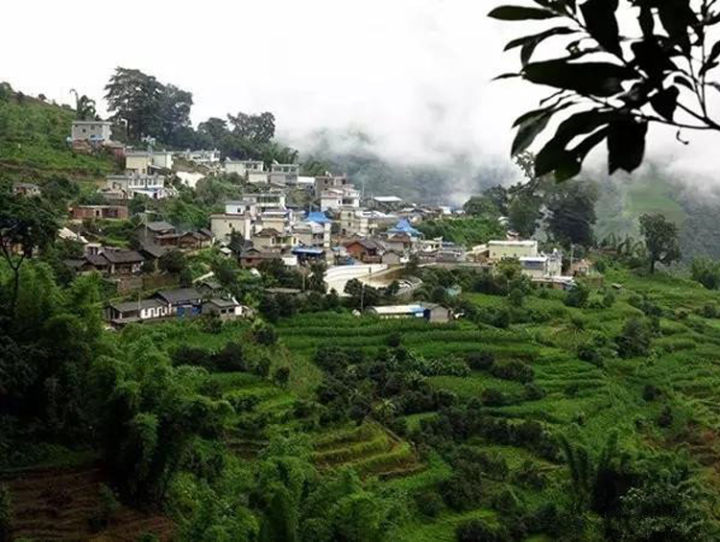 2021年冰島壩歪古樹(shù)秋茶口感？