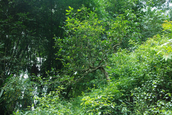 2021年冰島糯伍古樹秋茶| 甜出新高度，融在心底間~