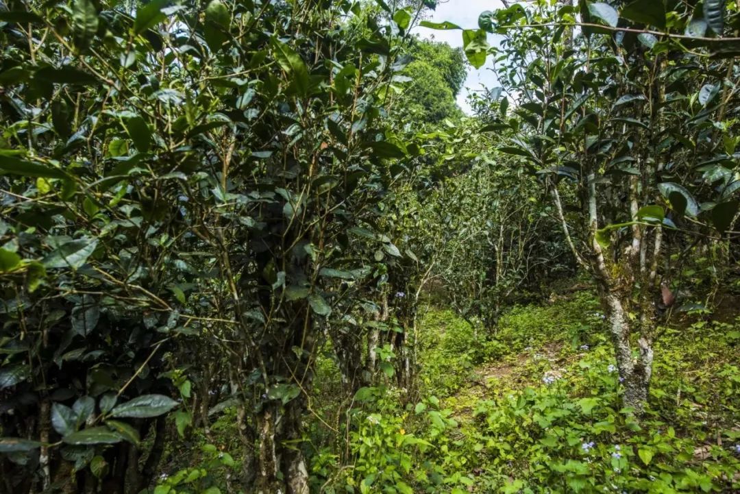 2021年冰島糯伍古樹秋茶口感是什么？