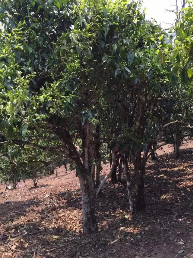 2021年冰島糯伍古樹秋茶特點？