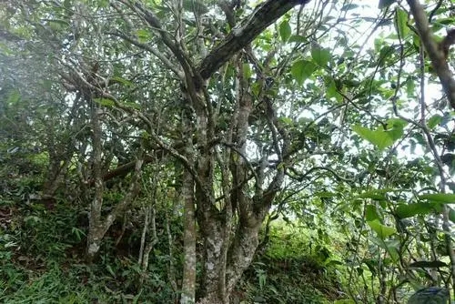 2021年昔歸古樹秋茶特點(diǎn)是什么？