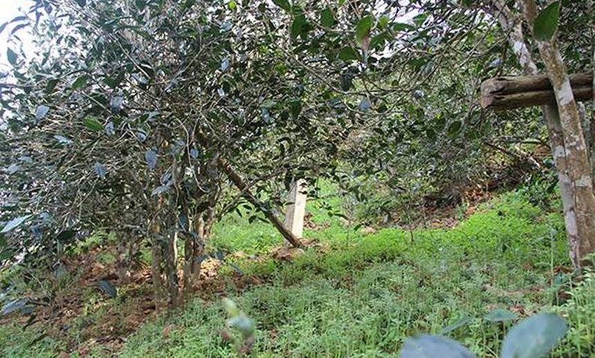 2021年昔歸古樹秋茶口感是什么？