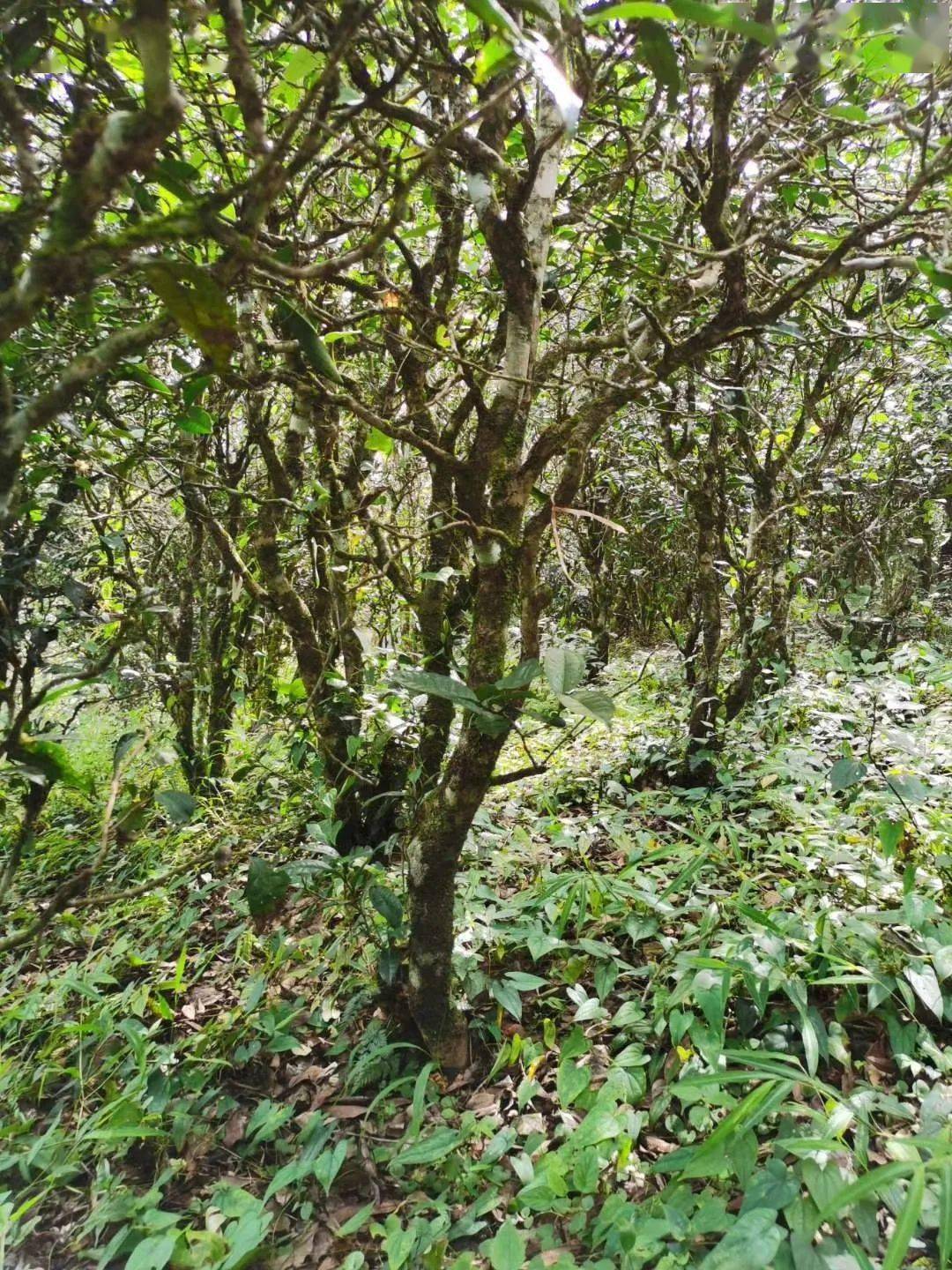 2021年昔歸古樹秋茶價格多少錢？