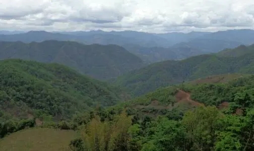 2021那罕古樹秋茶特點？