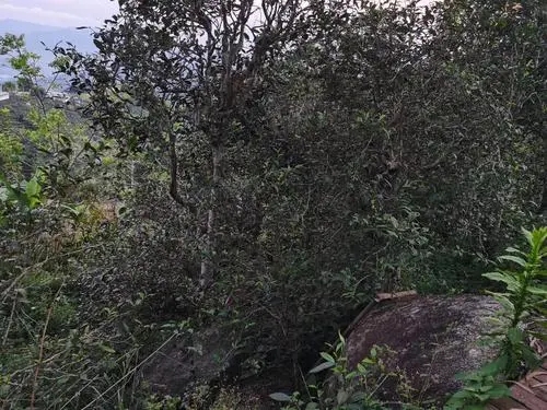 2021年那罕古樹(shù)秋茶價(jià)格是多少？