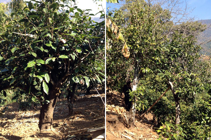 2021年忙肺古樹(shù)秋茶特點(diǎn)是什么？