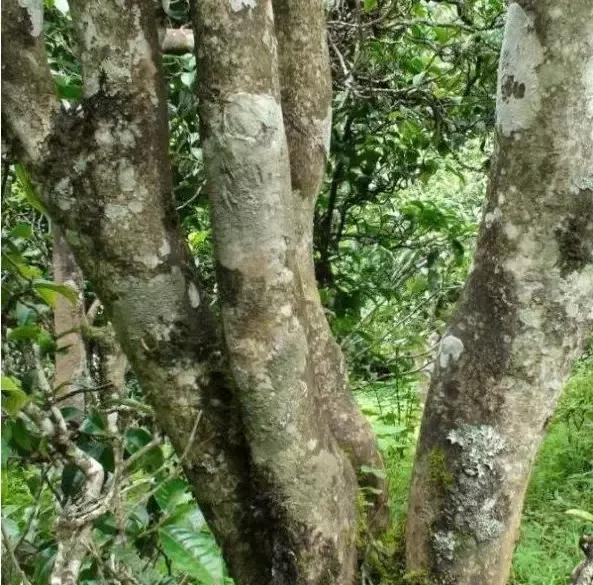 2021年忙肺古樹(shù)秋茶多少一公斤？