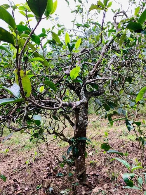 2021年忙肺古樹(shù)秋茶茶花蜜香和柔甜