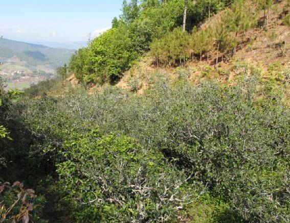 2021年梅子箐古樹(shù)秋茶特點(diǎn)是什么？