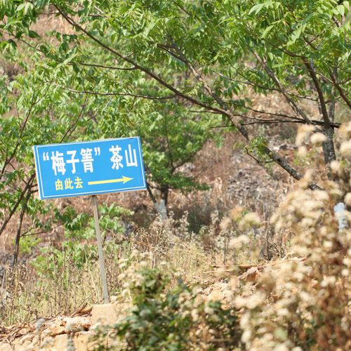 2021年梅子箐古樹(shù)秋茶口感！