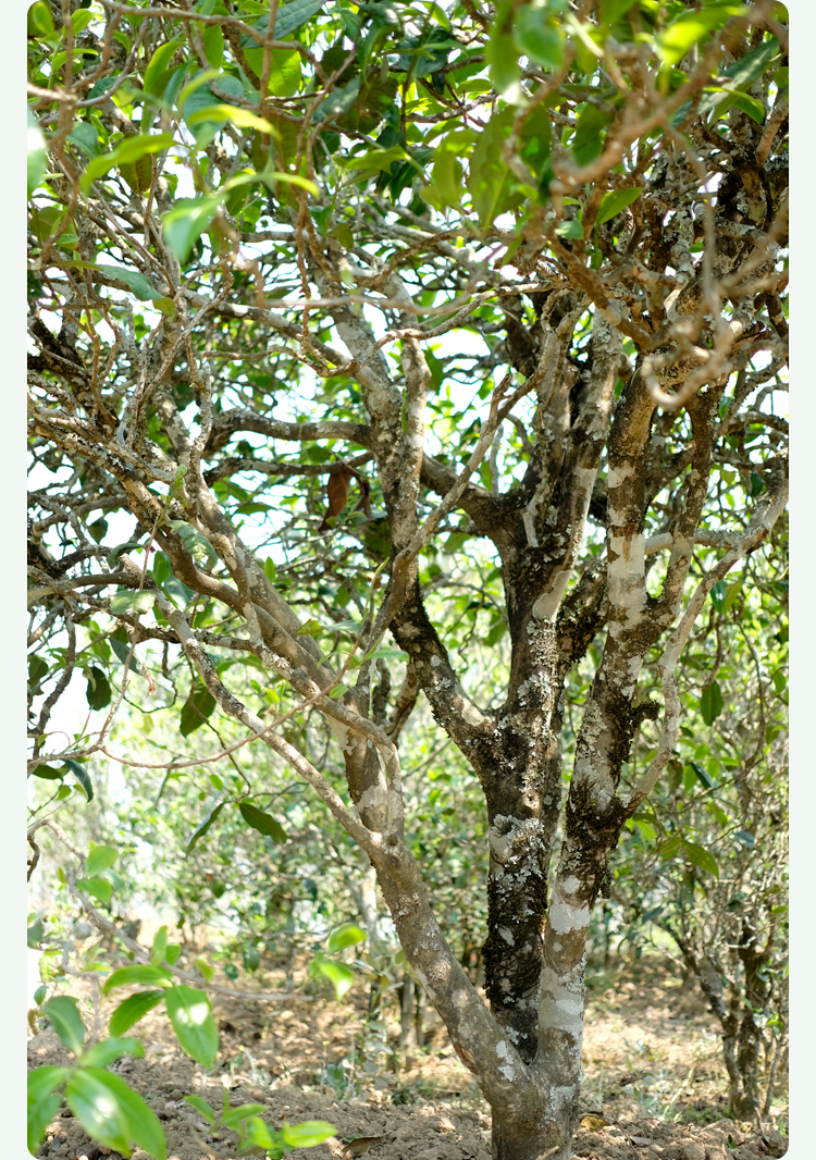 2021梅子箐古樹(shù)秋茶甜如冰島、香似昔歸:人間三月,怎么少得了梅子箐?