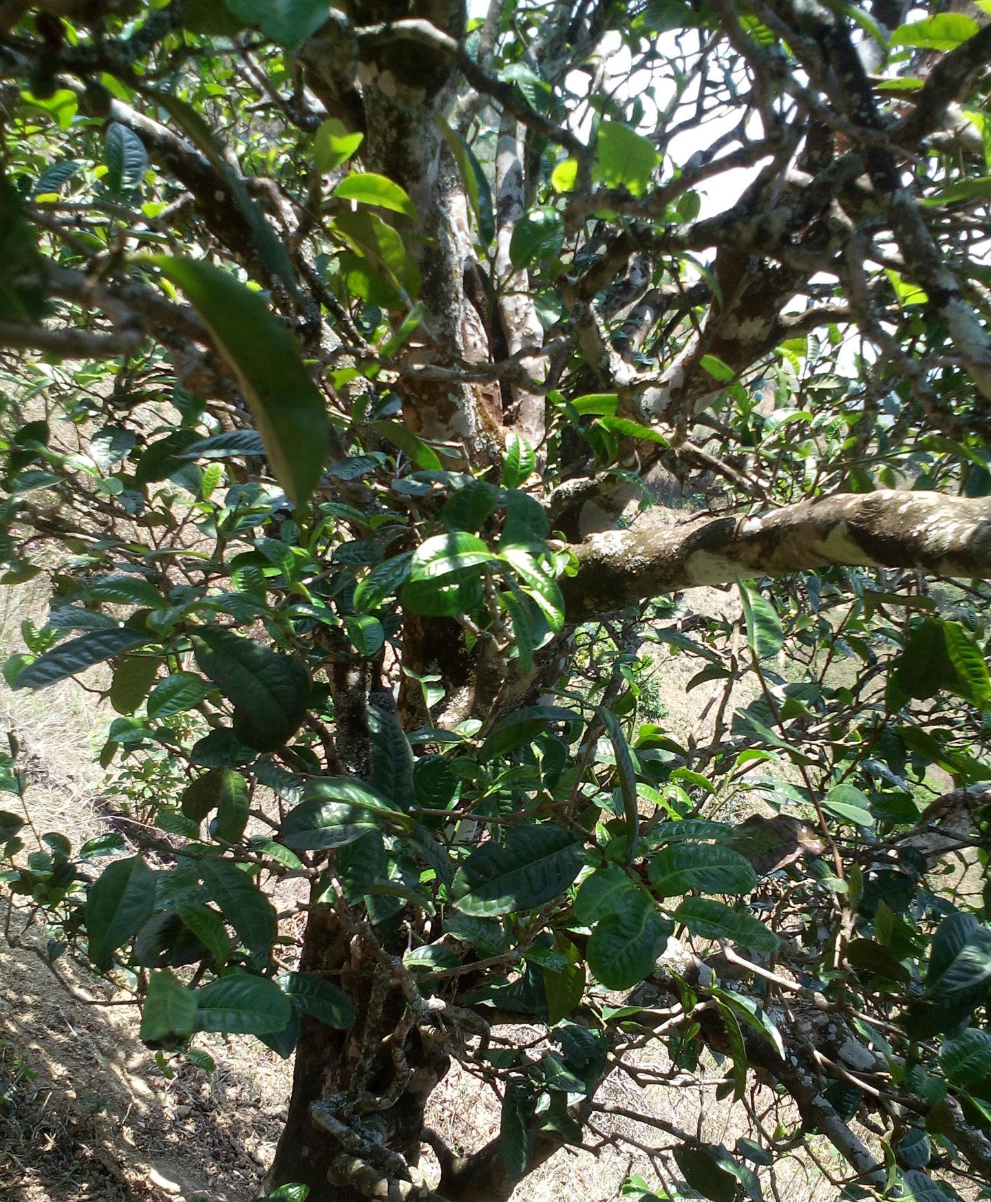 2021年巖子頭古樹(shù)秋茶特點(diǎn)？