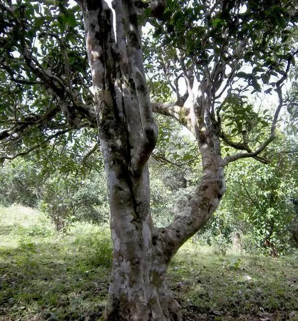 2021年巖子頭古樹秋茶，亂石出好茶！