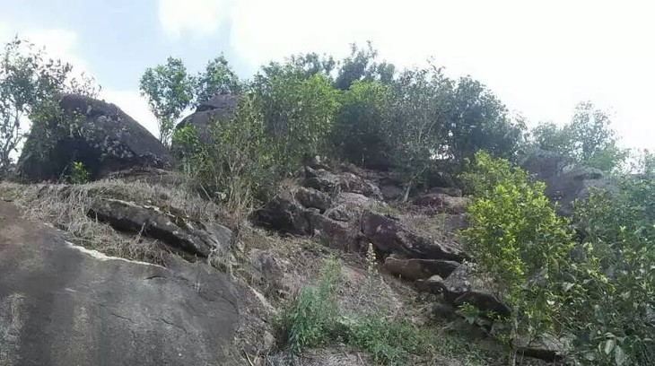 2021年巖子頭古樹(shù)秋茶內(nèi)含物質(zhì)可以和昔歸古樹(shù)毛茶相娉美·！