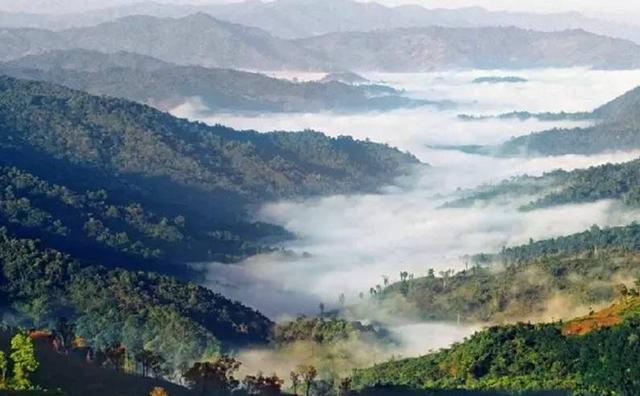 2021白鶯山古樹(shù)秋茶特點(diǎn)？