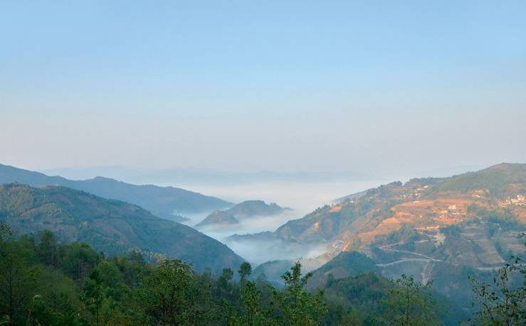 2021年白鶯山古樹秋茶白鶯聚居之地，普洱茶樹的天堂