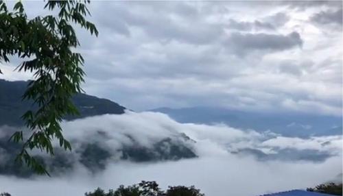 2021年白鶯山古樹秋茶多少錢一公斤？