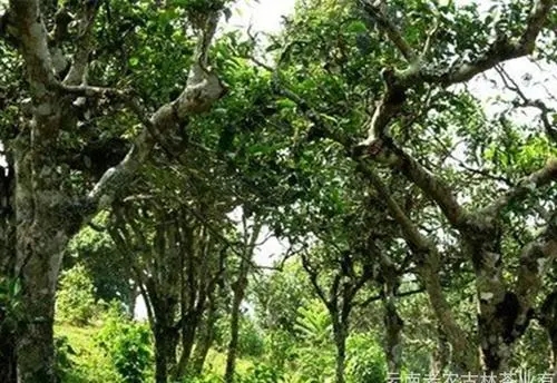 2021年新班章古樹秋茶特點(diǎn)？