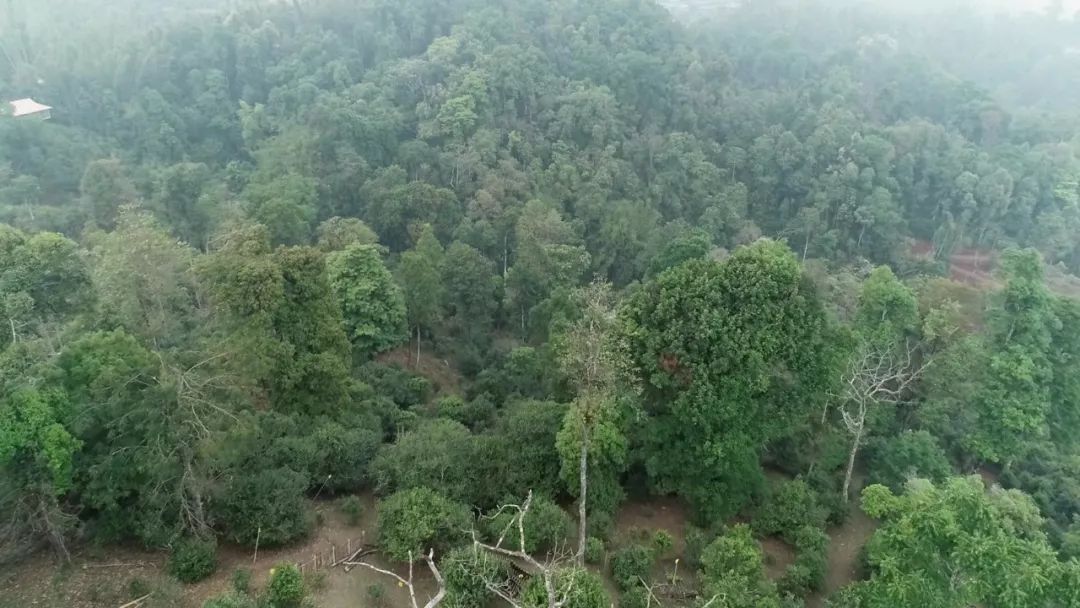 2021年新班章古樹秋茶口感是什么？