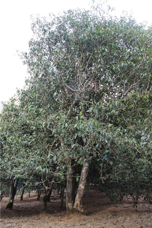 2021年新班章古樹秋茶品鑒！