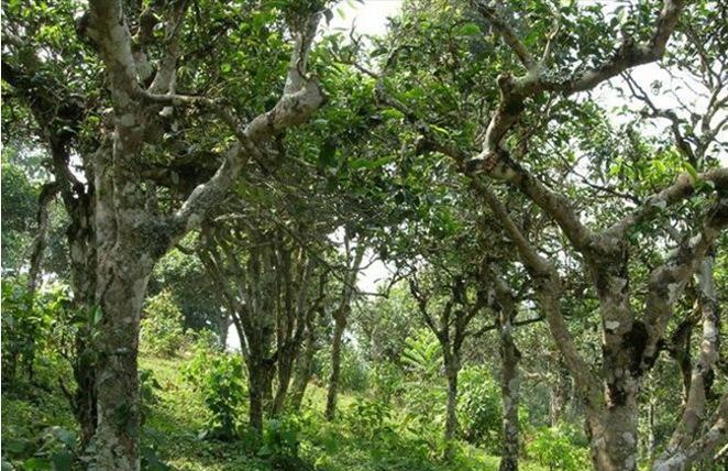 2021年新班章古樹秋茶多少錢一公斤？