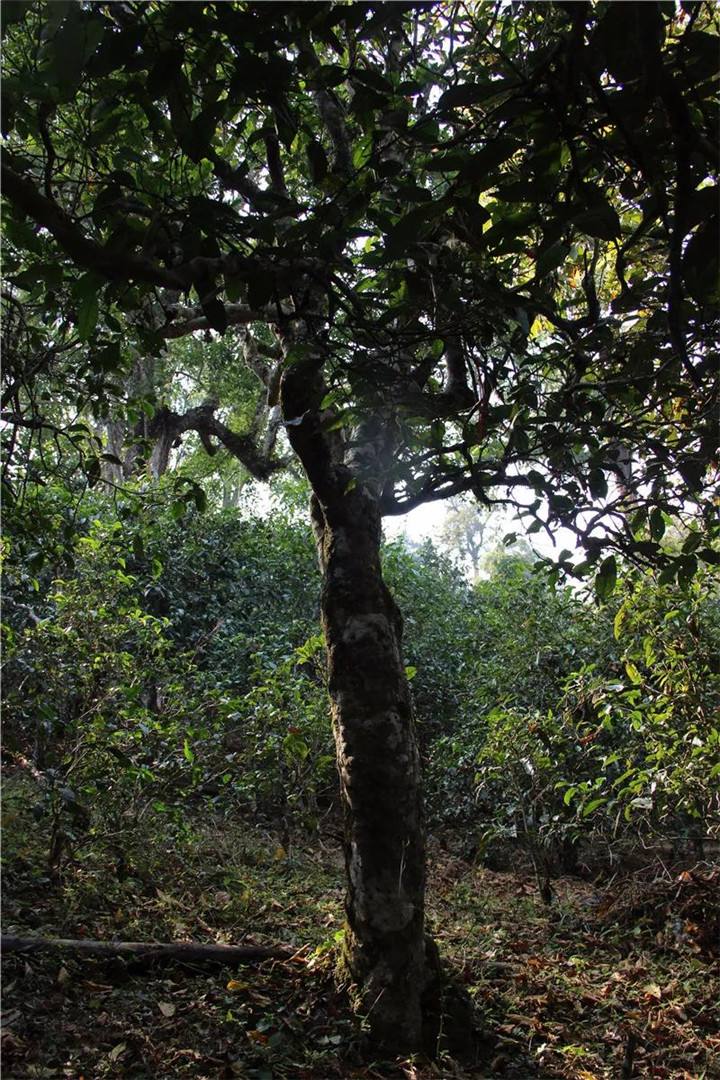 2021年老曼峨古樹秋茶口感是什么？