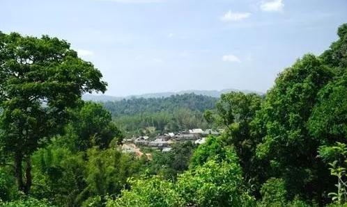 2021年老曼峨古樹秋茶口感最霸氣的山頭！