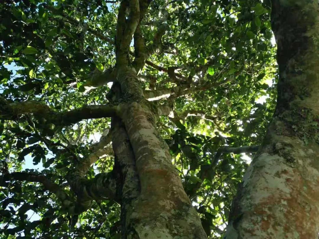 2021年班章茶區(qū)壩卡囡古樹秋茶特點(diǎn)？