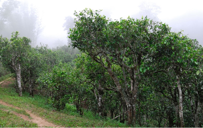 2021年班章茶區(qū)壩卡囡秋茶布朗茶系中的甜茶類！