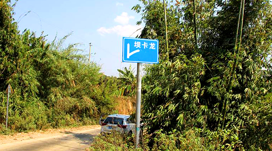 2021班章茶區(qū)壩卡竜古樹秋茶特點(diǎn)！