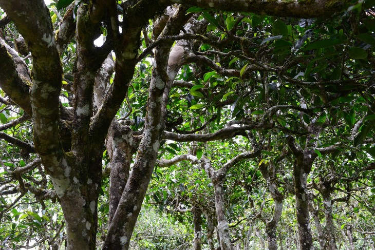 2021年布朗山班盆古樹秋茶價格？