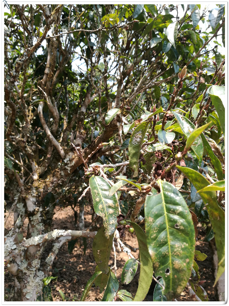 2021年布朗山班盆古樹秋茶多少錢一公斤？