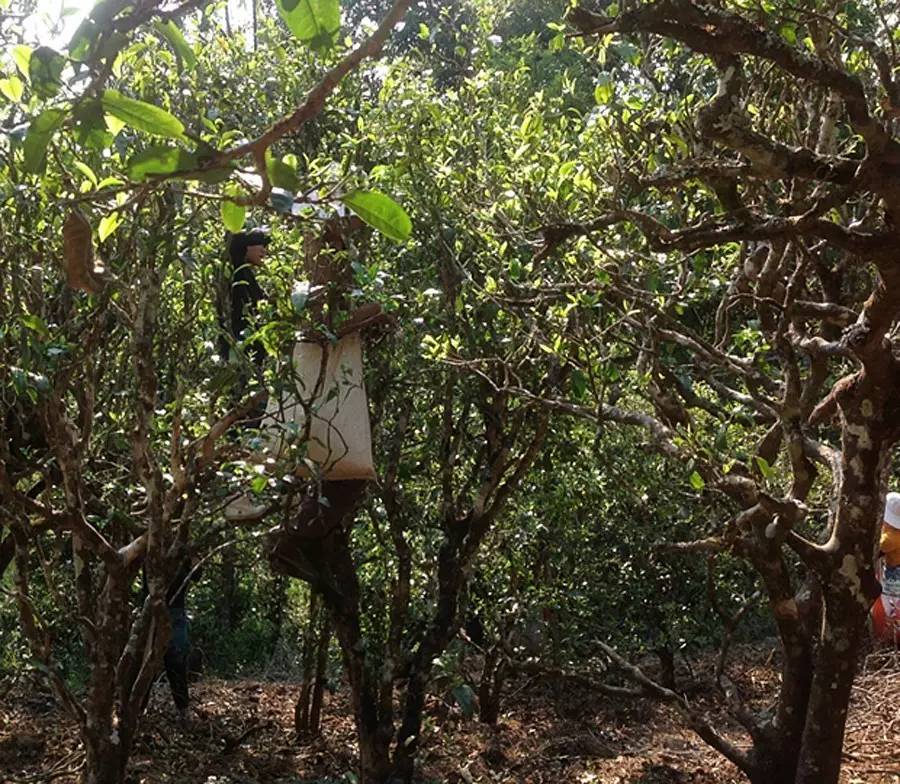 2021年布朗山班盆古樹秋茶品鑒！