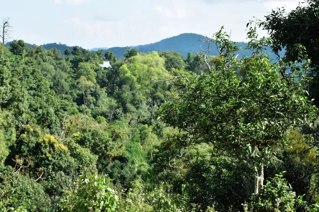 2021年賀開古樹秋茶品鑒實錄！