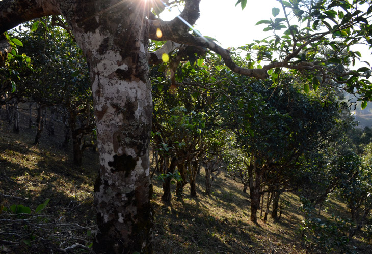 2021年班盆古樹秋茶特點？
