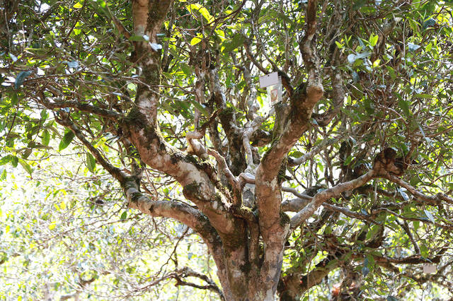 2021年班盆古樹秋茶口感？