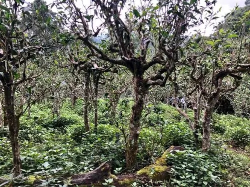 2021年班盆古樹秋茶多少錢一公斤？