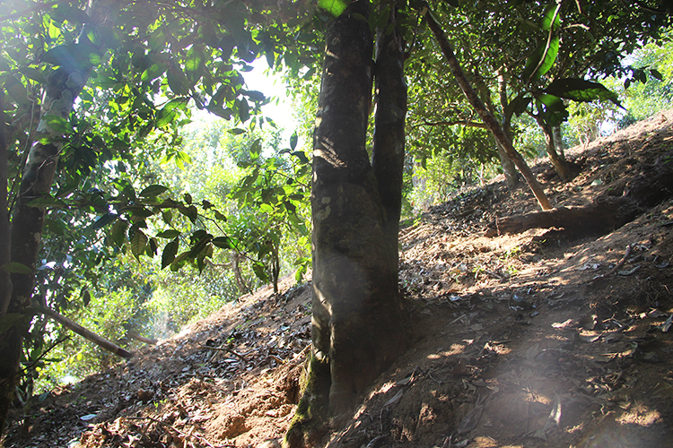 2021年廣別老寨古樹秋茶為何被稱為妖茶？