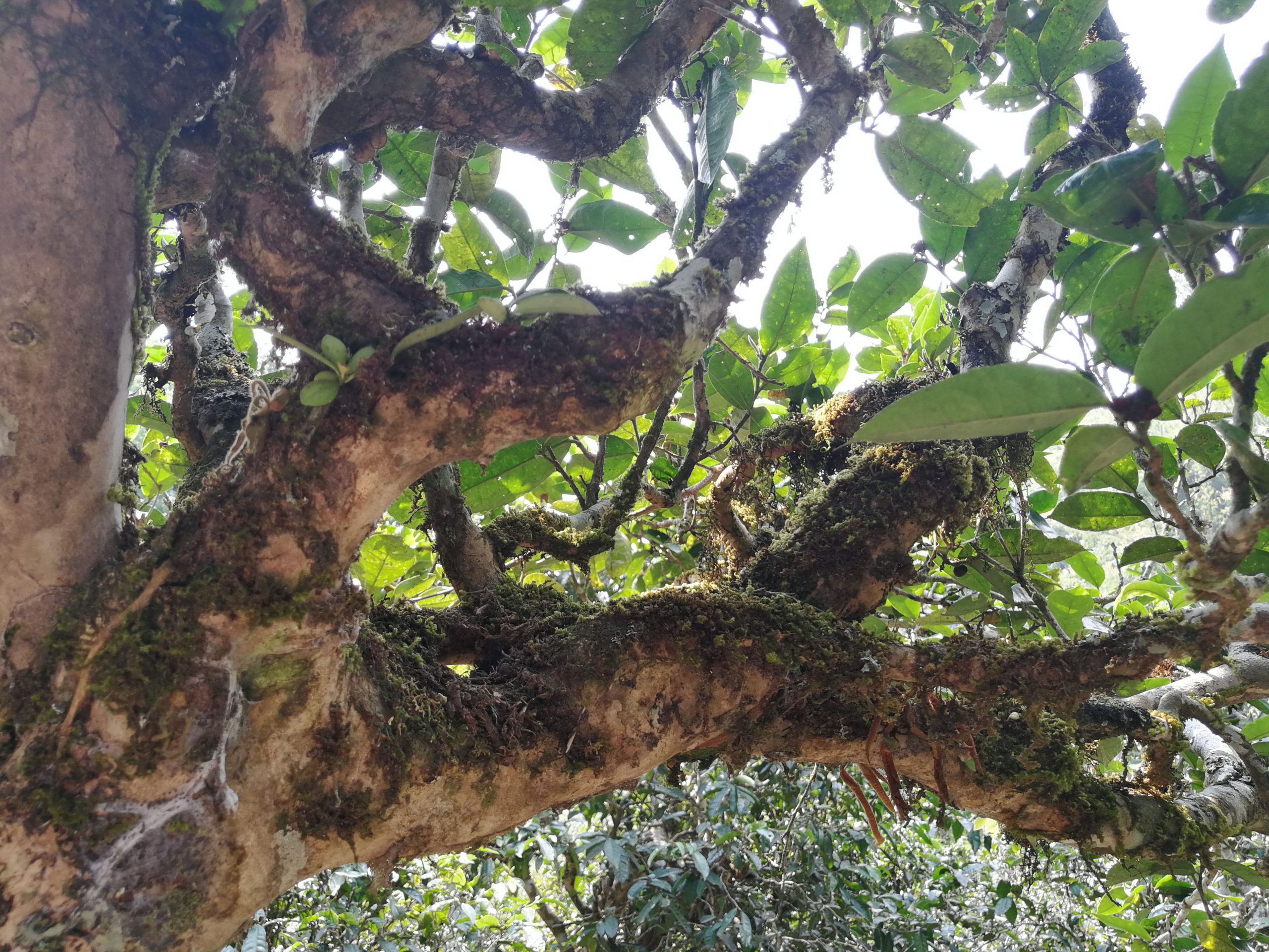 2021年勐宋那卡古樹秋茶品鑒實(shí)錄！