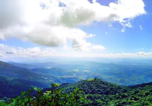 2021年滑竹梁子古樹秋茶特點(diǎn)？