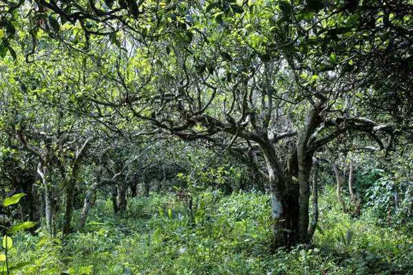 2021年滑竹梁子古樹秋茶口感？