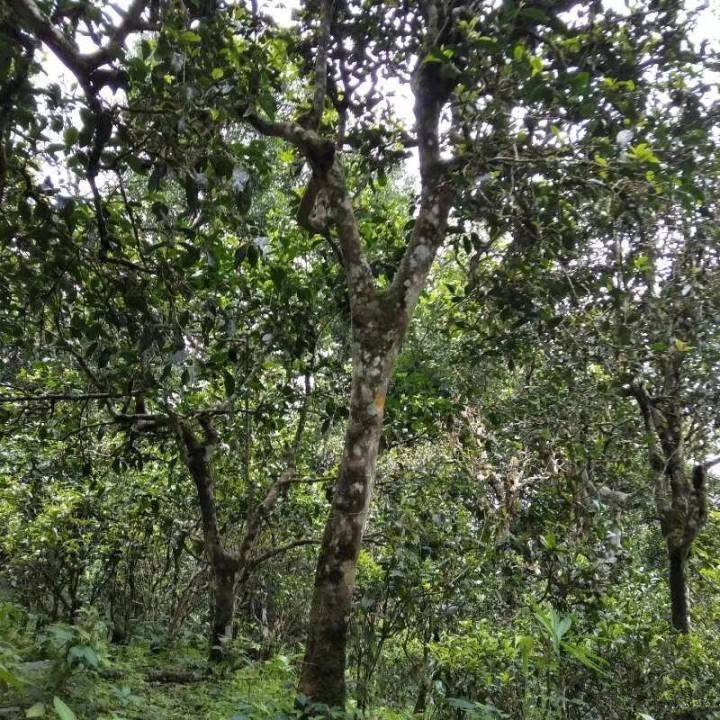 2021年巴達(dá)山章朗古樹秋茶口感？