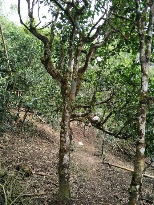 2021年巴達(dá)山章朗古樹秋茶價(jià)格？